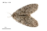 藏品(阿里山麗毒蛾)的圖片